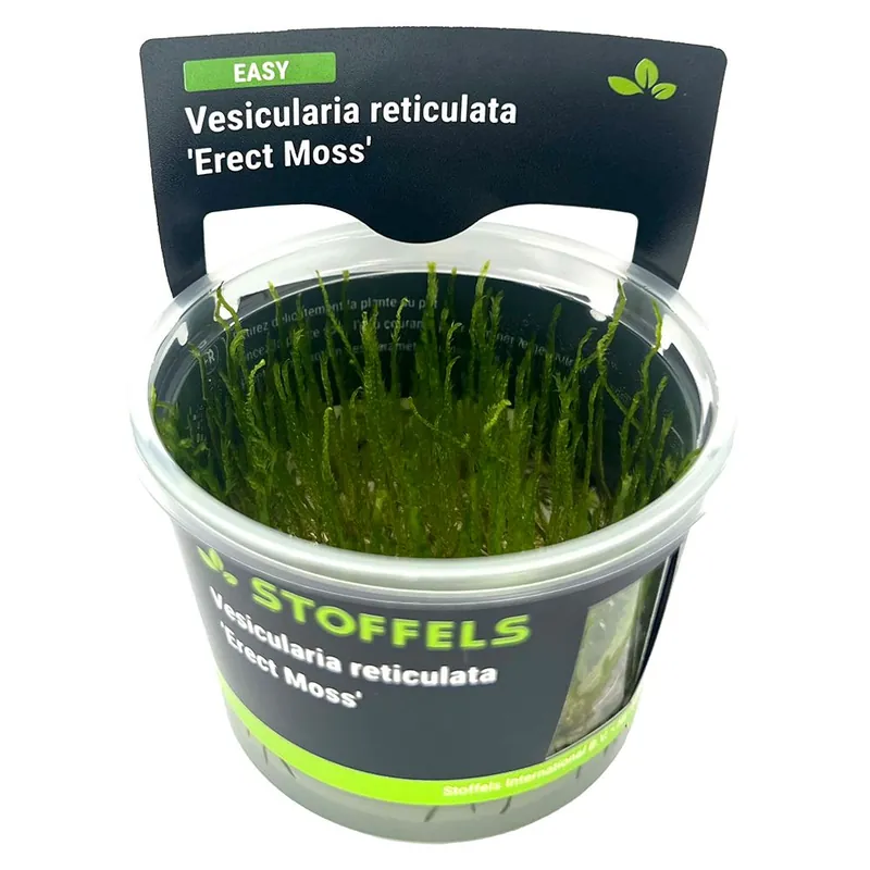 Azonnali szállítás Stoffels növény - Vesicularia reticulata Erect Moss - zselés