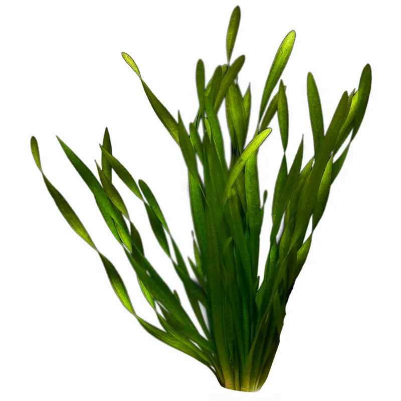 Prémium Stoffels növény - Vallisneria spiralis Tortifolia Asiatica