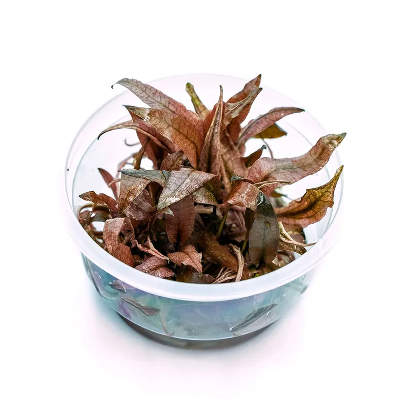 Árengedmény ADA növény - Cryptocoryne wendtii Pink Panther S - zselés