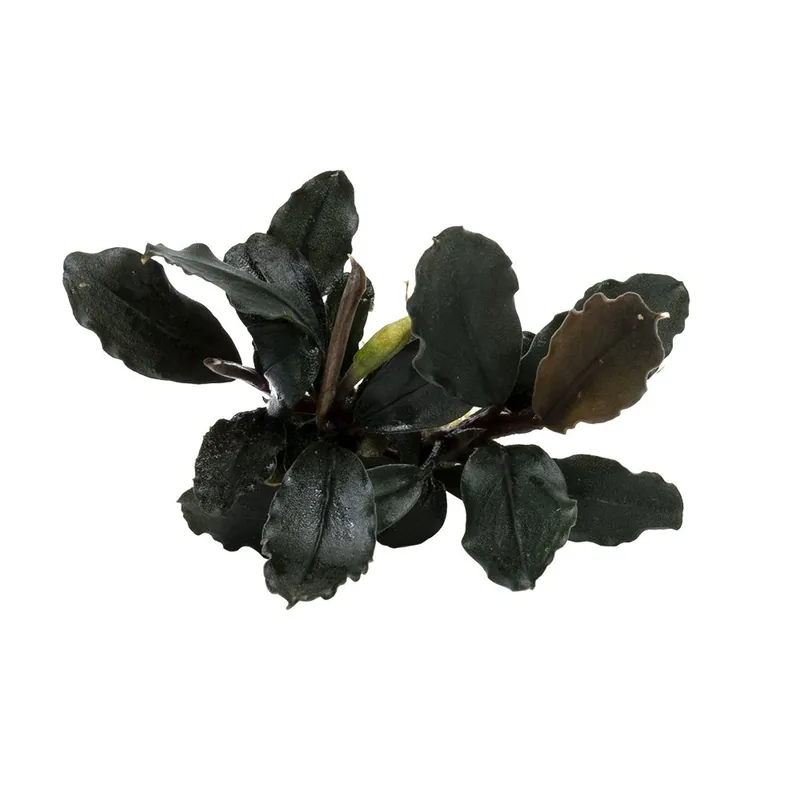 Outlet Stoffels növény - Bucephalandra brownie Ghost Ulu Kapus