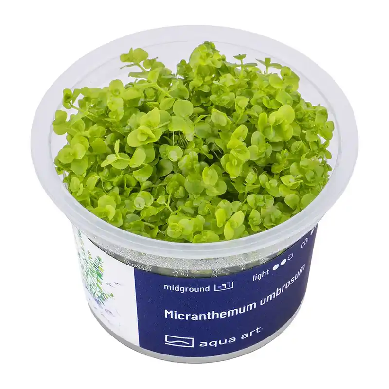 Expressz kézbesítés Aqua Art növény - Micranthemum umbrosum - zselés