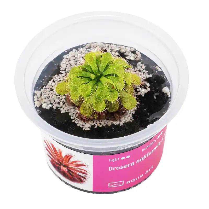 Árcsökkenés Aqua Art terráriumi növény - Drosera nidiformis x natalensis - zselés