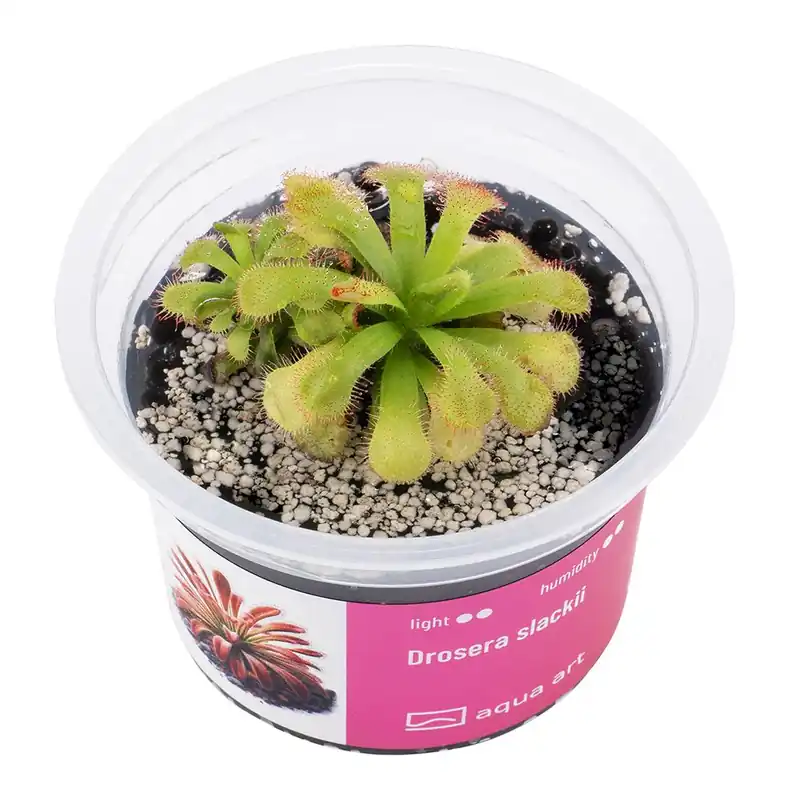 Aqua Art terráriumi növény - Drosera slackii - zselés Biztonságos fizetés
