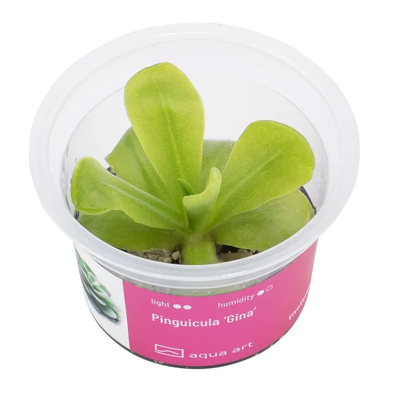 Biztonságos fizetés Aqua Art terráriumi növény - Pinguicula Gina - zselés