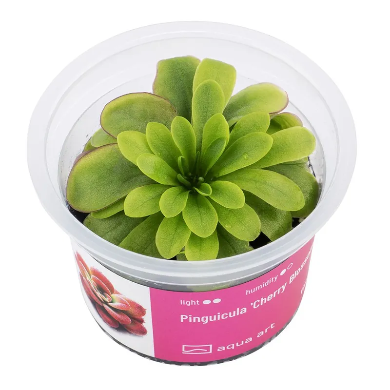Aqua Art terráriumi növény - Pinguicula Cherry Blossom - zselés Bestseller