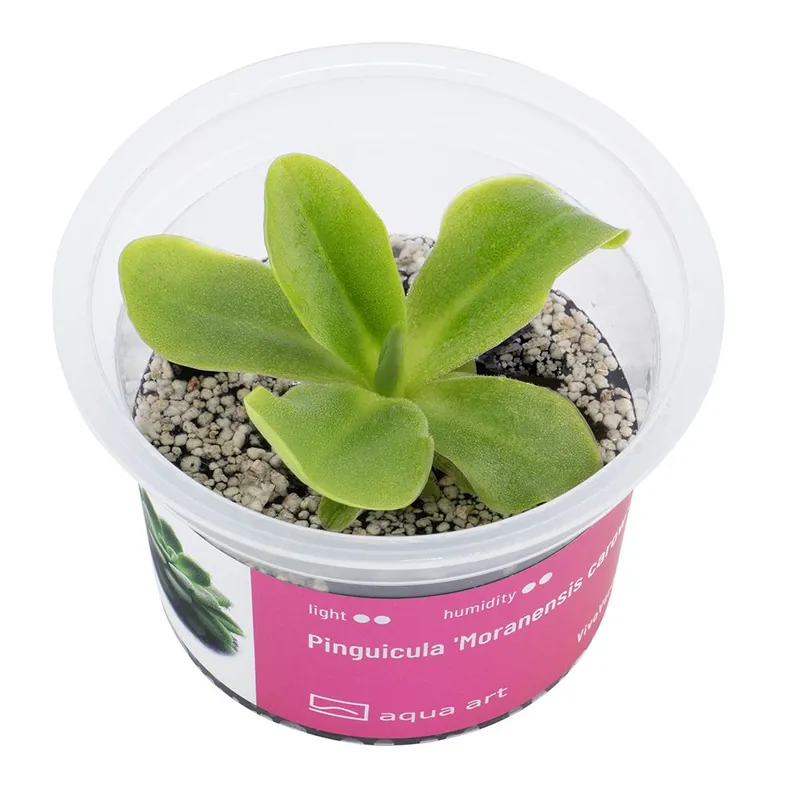 Utolsó esély Aqua Art terráriumi növény - Pinguicula moranensis Carow - zselés