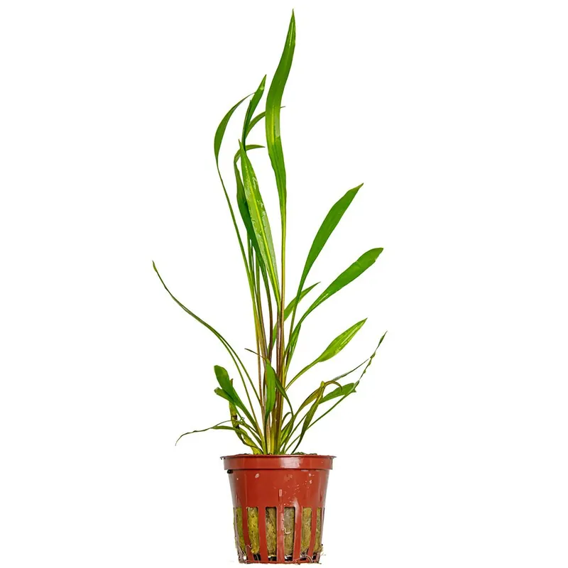 Tropica növény - Cryptocoryne spiralis Red Nézd meg most