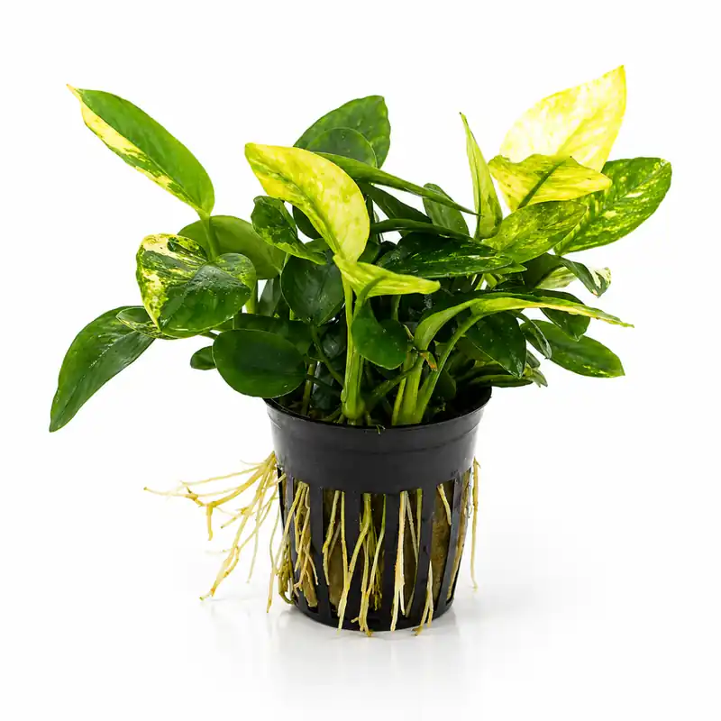 Akció Stoffels növény - Anubias nana Marble