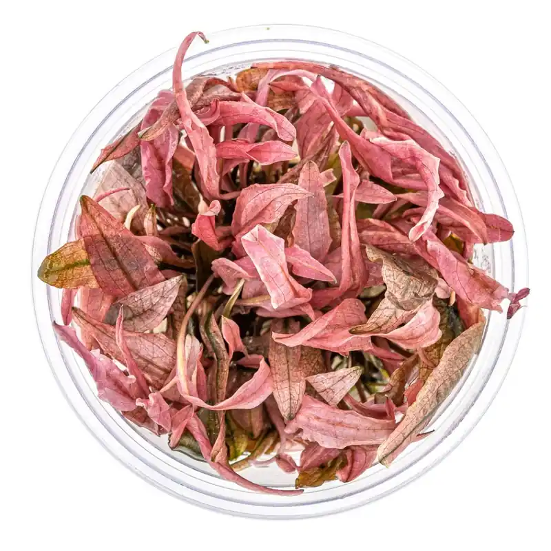 Kihagyhatatlan ajánlat Dennerle Plants növény - Cryptocoryne sp. Flamingo - zselés