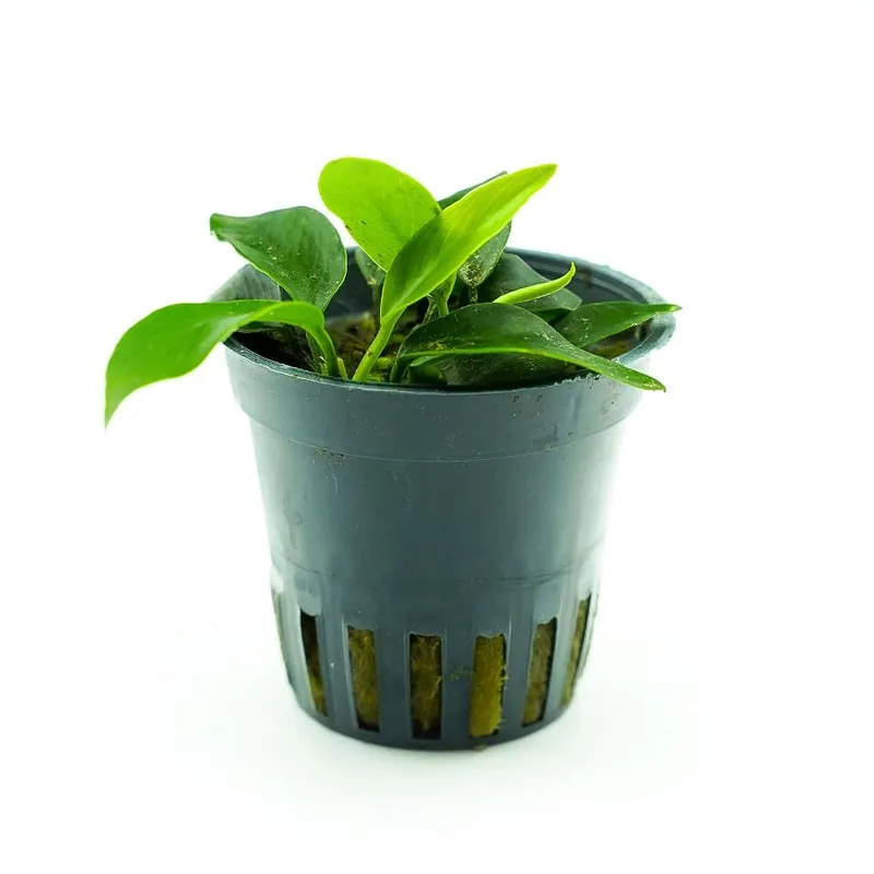 Green Aqua növény - Anubias nana mini Azonnali szállítás