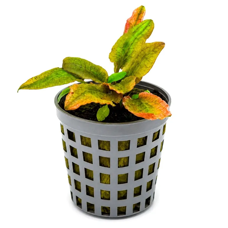 Olcsóbb Green Aqua növény - Cryptocoryne Flamingo