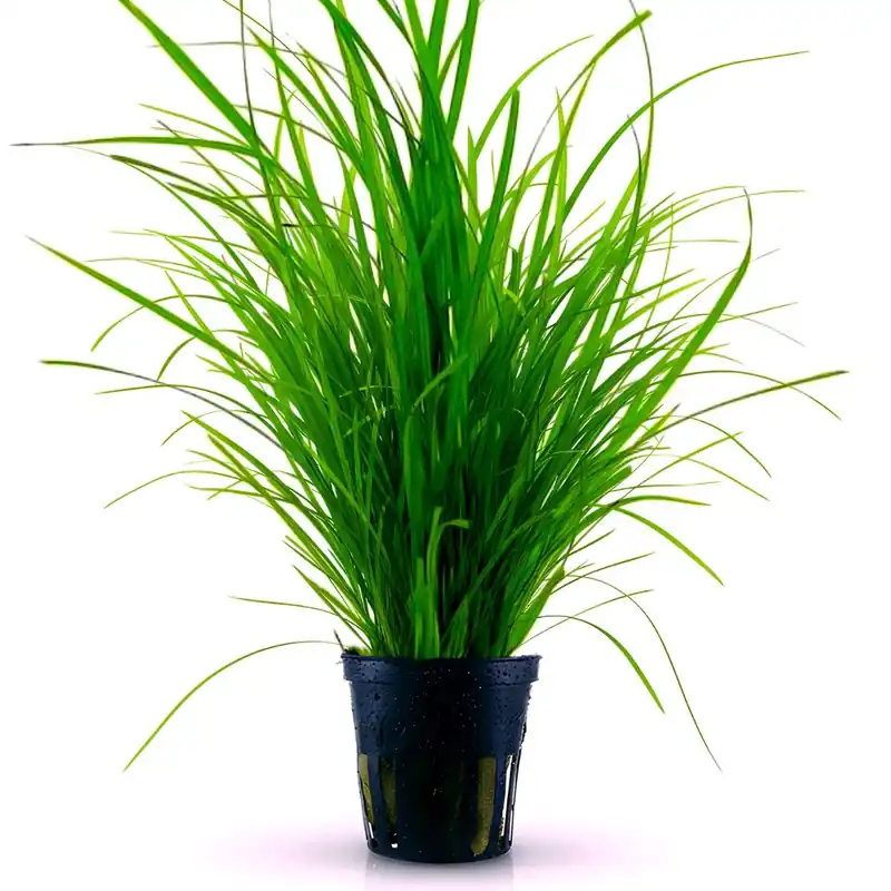Gyors kiszállítás Green Aqua növény - Cyperus helferi