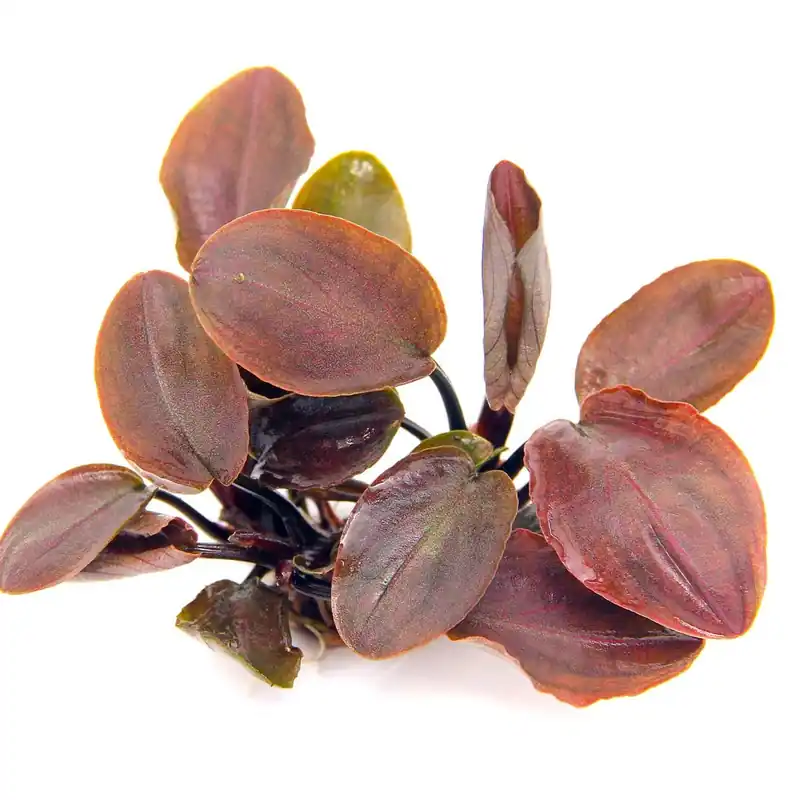 Dennerle Plants növény - Lagenandra meeboldii Red Gyors kiszállítás