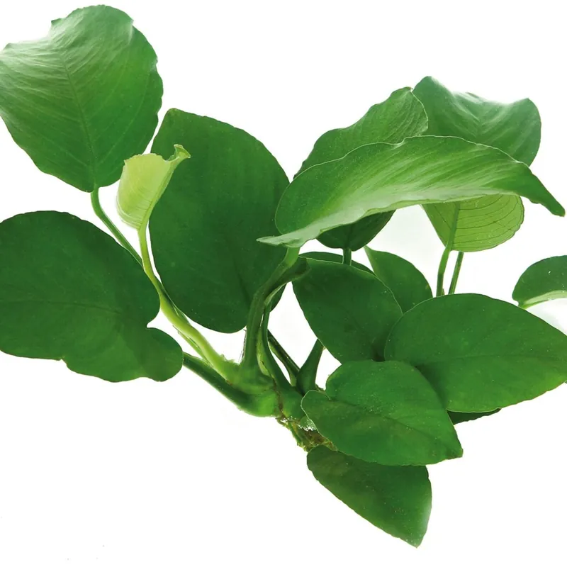 Dennerle Plants növény - Anubias barteri Ajánlat