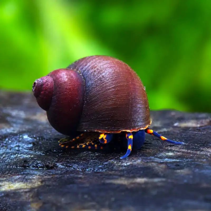 Akció Csiga - Áfonyacsiga - Notopala sp. blueberry