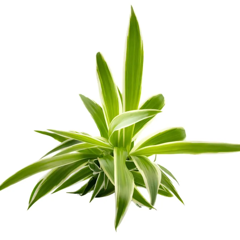Vedd meg most Dennerle Plants növény - Chlorophytum sp. Irish