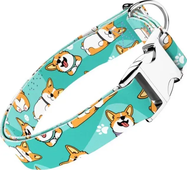 April&June Pembroke Welsh Corgi kék nyakörv Csak ma