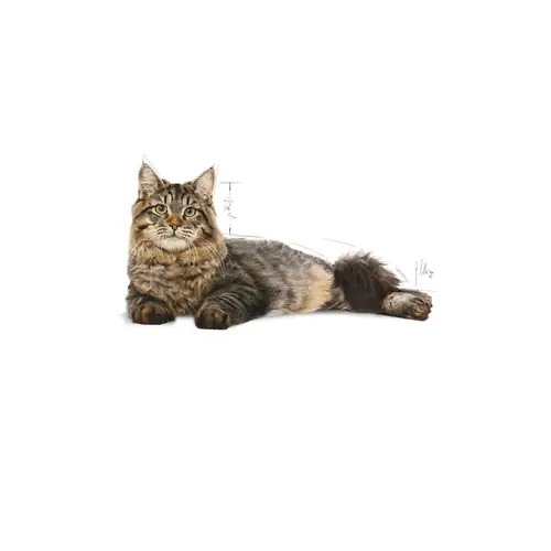 ROYAL CANIN Urinary Care 10 kg Nézd meg most