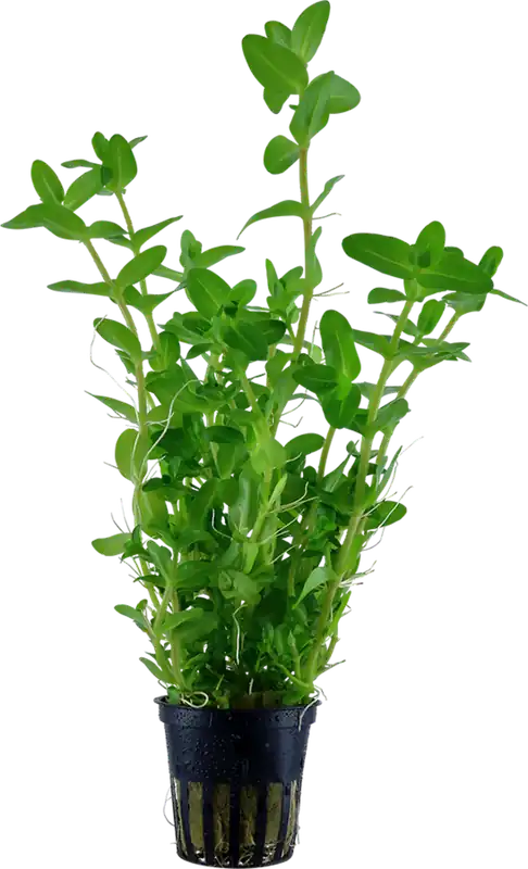 Tropica Bacopa caroliniana Gyors kiszállítás