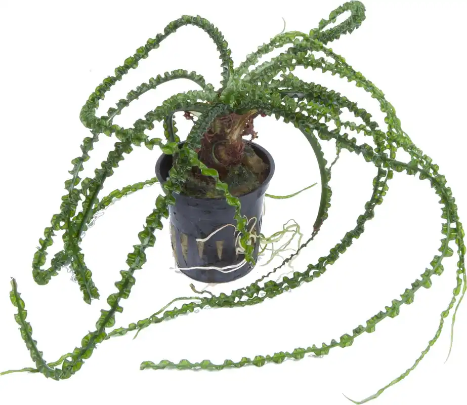Akció Tropica Crinum calamistratum