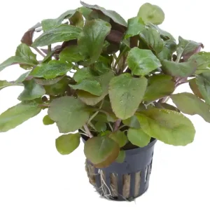 Tropica Lobelia cardinalis Nézd meg most