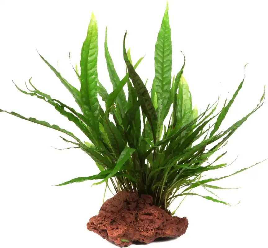 Tropica Microsorum pteropus lávakövön, Kicsi Legkelendőbb