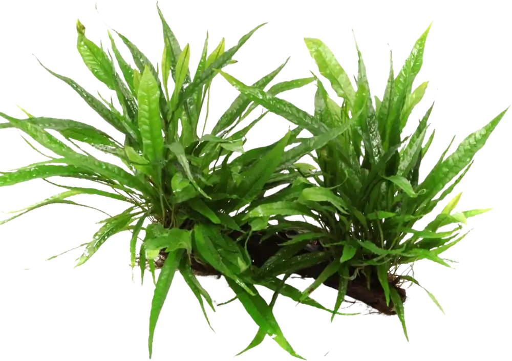 Gyors szállítás Tropica Microsorum pteropus XL gyökéren