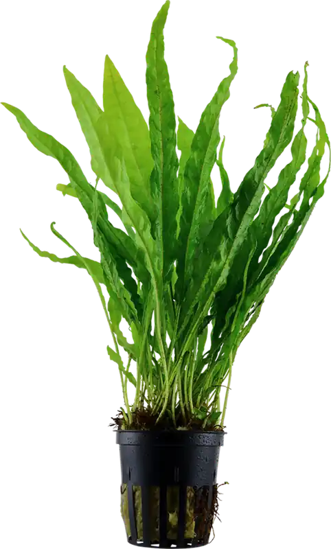 Tropica Microsorum pteropus Nézd meg most