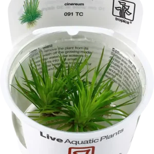 Expressz szállítás Tropica Eriocaulon cinereum CUP