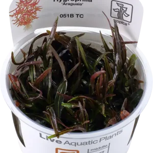 Tropica Hygrophila lancea ‘Araguaia‘ CUP Legnépszerűbb