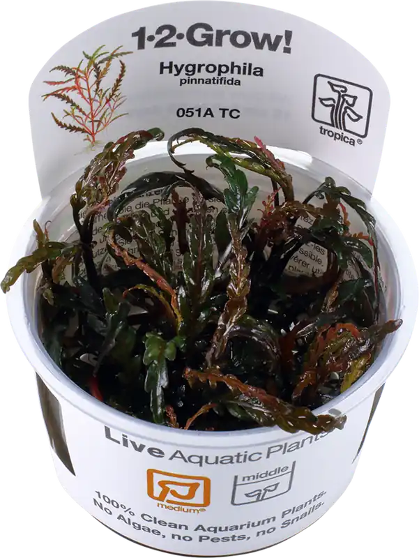 Szezonális akció Tropica Hygrophila pinnatifida CUP