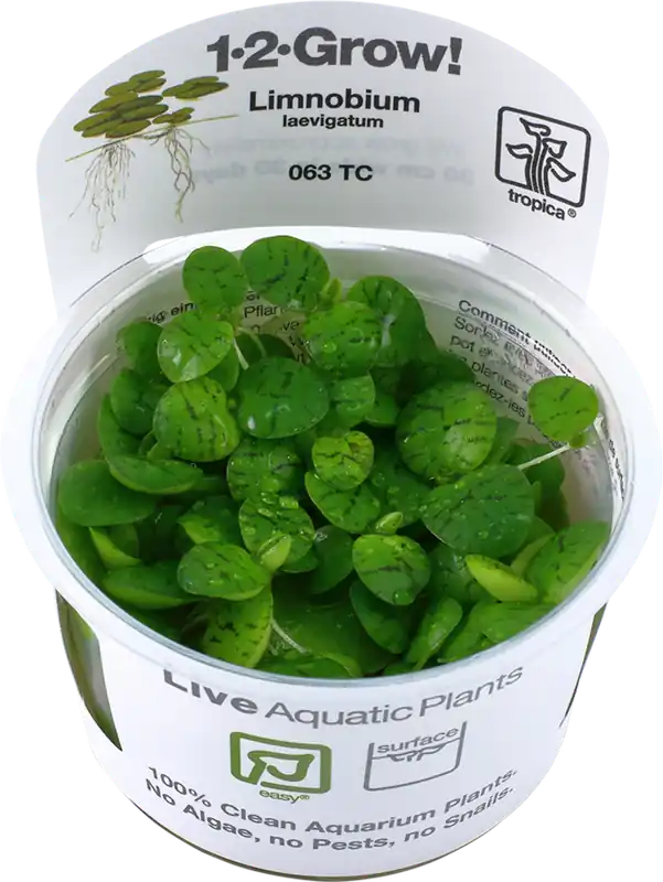 Biztonságos vásárlás Tropica Limnobium laevigatum CUP
