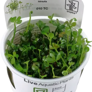Tropica Marsilea hirsuta CUP Vedd meg online