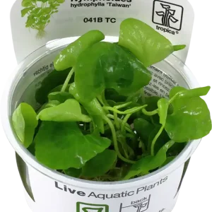 Szuper ajánlat Tropica Nymphoides hydrophylla ‘Taiwan‘ CUP