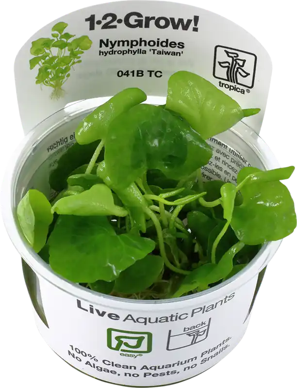 Szuper ajánlat Tropica Nymphoides hydrophylla ‘Taiwan‘ CUP
