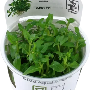Tropica Staurogyne repens CUP Utolsó esély