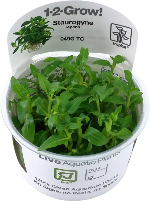 Tropica Staurogyne repens CUP Utolsó esély