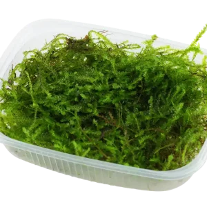 Népszerű Tropica Taxiphyllum barbieri ‘Bogor Moss‘ - Egy csomag