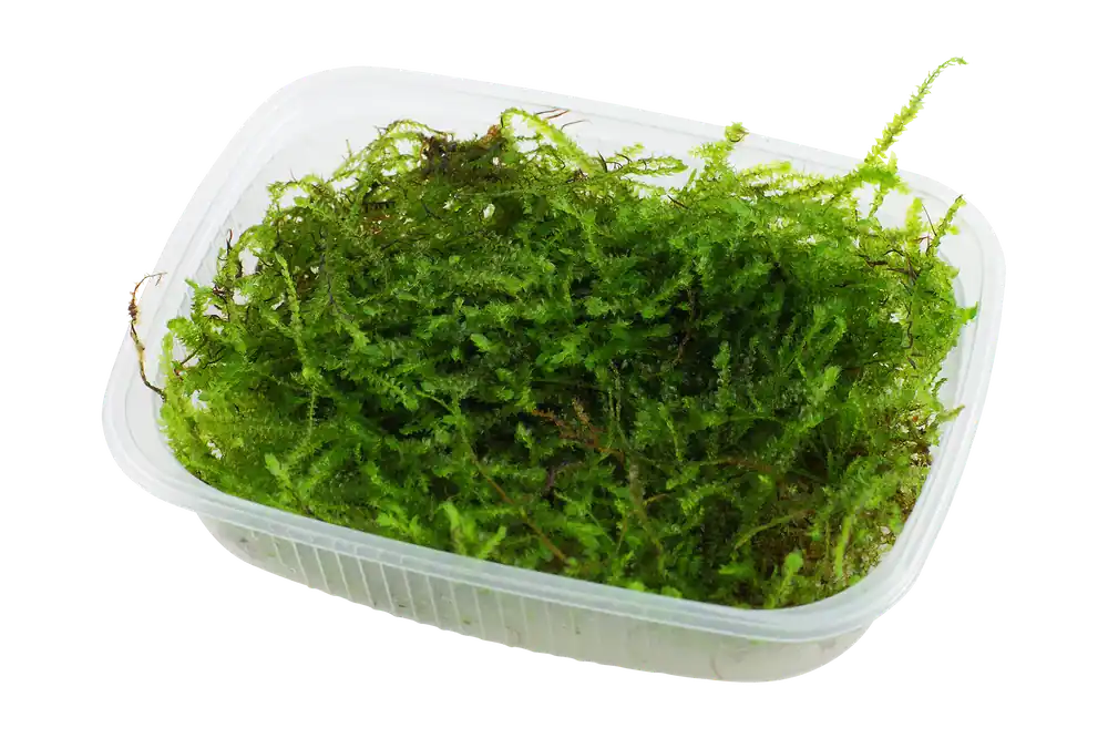Népszerű Tropica Taxiphyllum barbieri ‘Bogor Moss‘ - Egy csomag