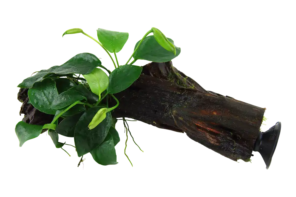 Utolsó esély Tropica Anubias barteri var. Nana tapadókoronggal