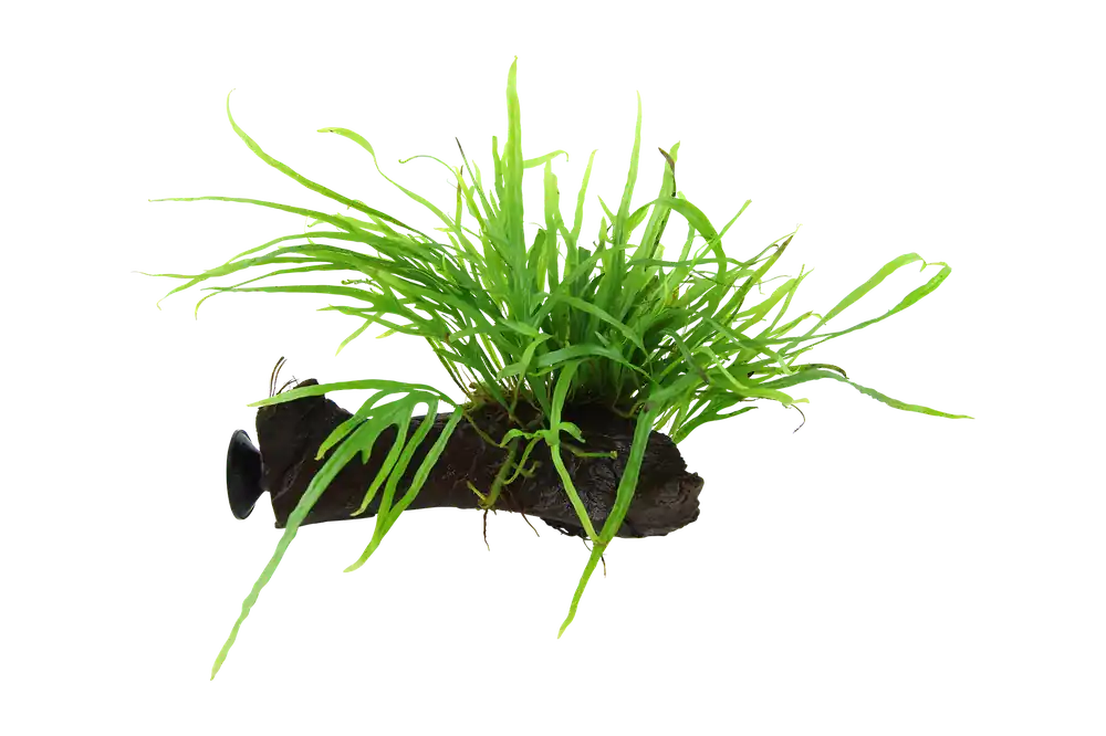 Tropica Microsorum pteropus ‘Trident‘ tapadókoronggal Expressz kézbesítés