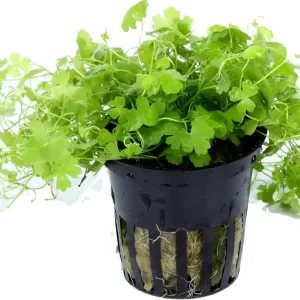 Tropica Hydrocotyle tripartita Biztonságos fizetés
