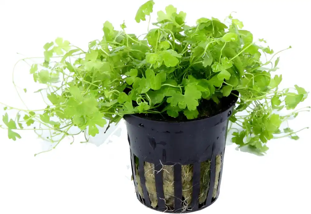 Tropica Hydrocotyle tripartita Biztonságos fizetés