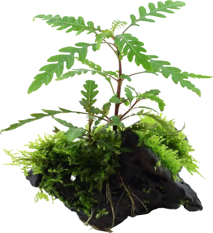 Tropica Hygrophila pinnatifida and moss Outlet