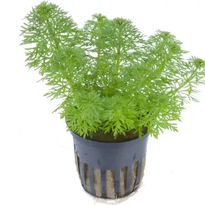 Tropica Limnophila sessiliflora Azonnali szállítás