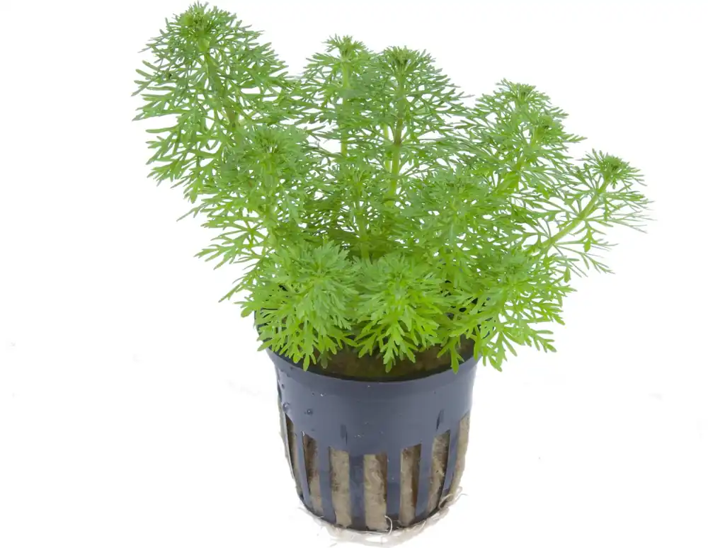 Tropica Limnophila sessiliflora Azonnali szállítás
