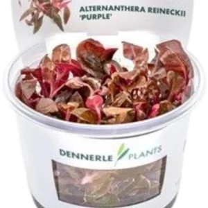 Dennerle Plants Alternanthera reineckii ‘Lila‘ CUP Biztonságos vásárlás