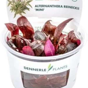 Gyors kiszállítás Dennerle Plants Alternanthera reineckii ‘Mini‘ CUP