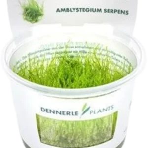 Dennerle Plants Amblystegium serpens CUP Kedvezmény