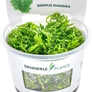 Népszerű Dennerle Plants Didiplis diandra CUP